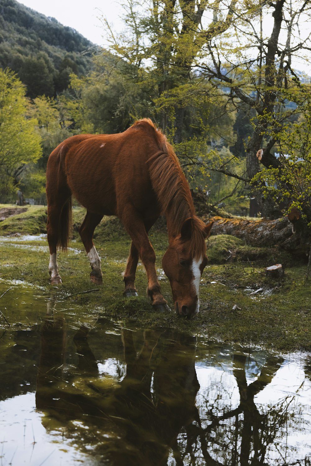 a brown horse drinking water from a pond