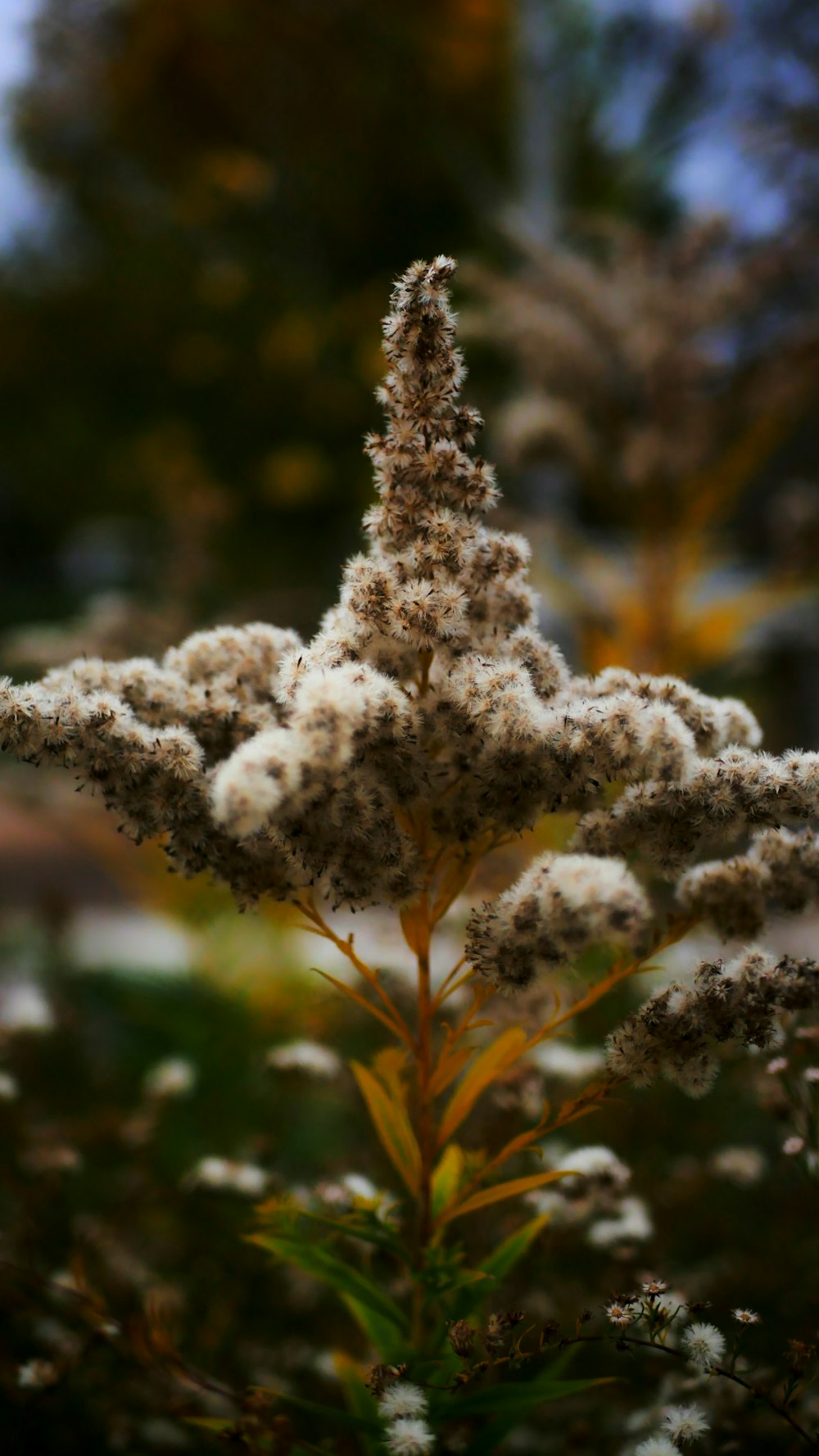 a close up of a plant with a blurry background