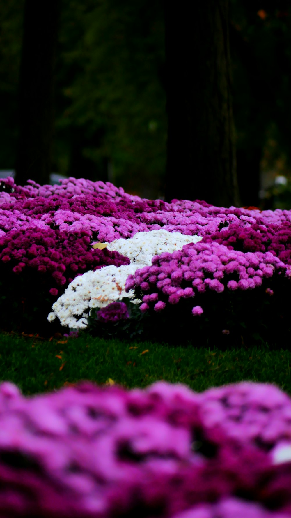 a field of purple and white flowers in a park