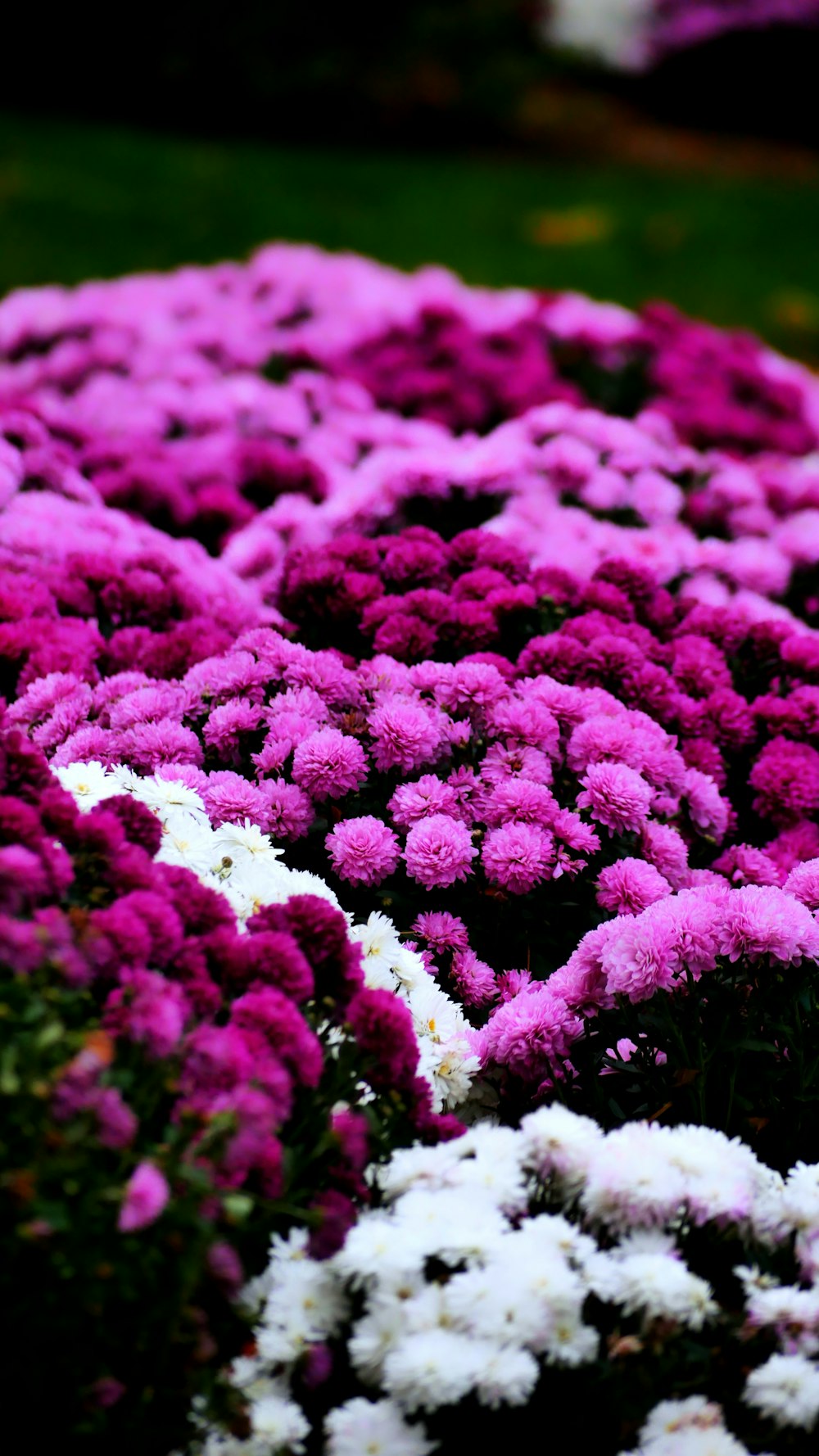 a bunch of purple and white flowers in a garden