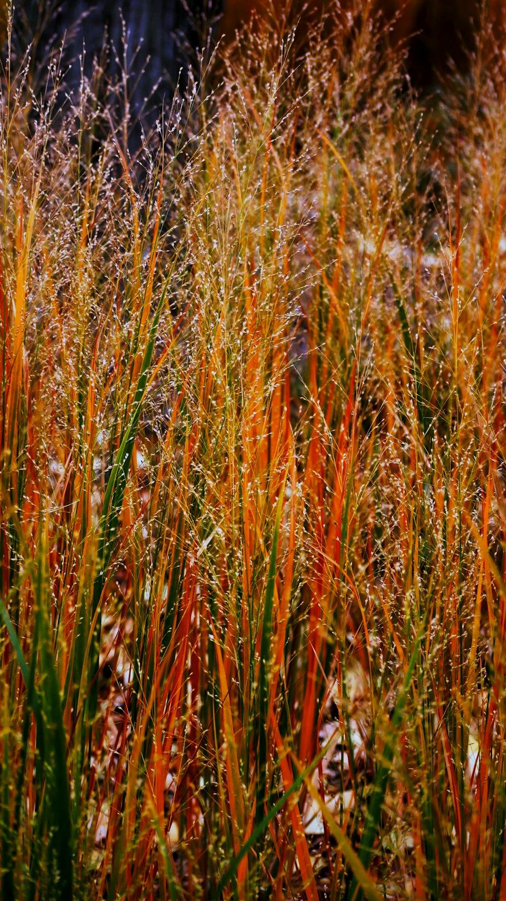 a close up of a field of grass