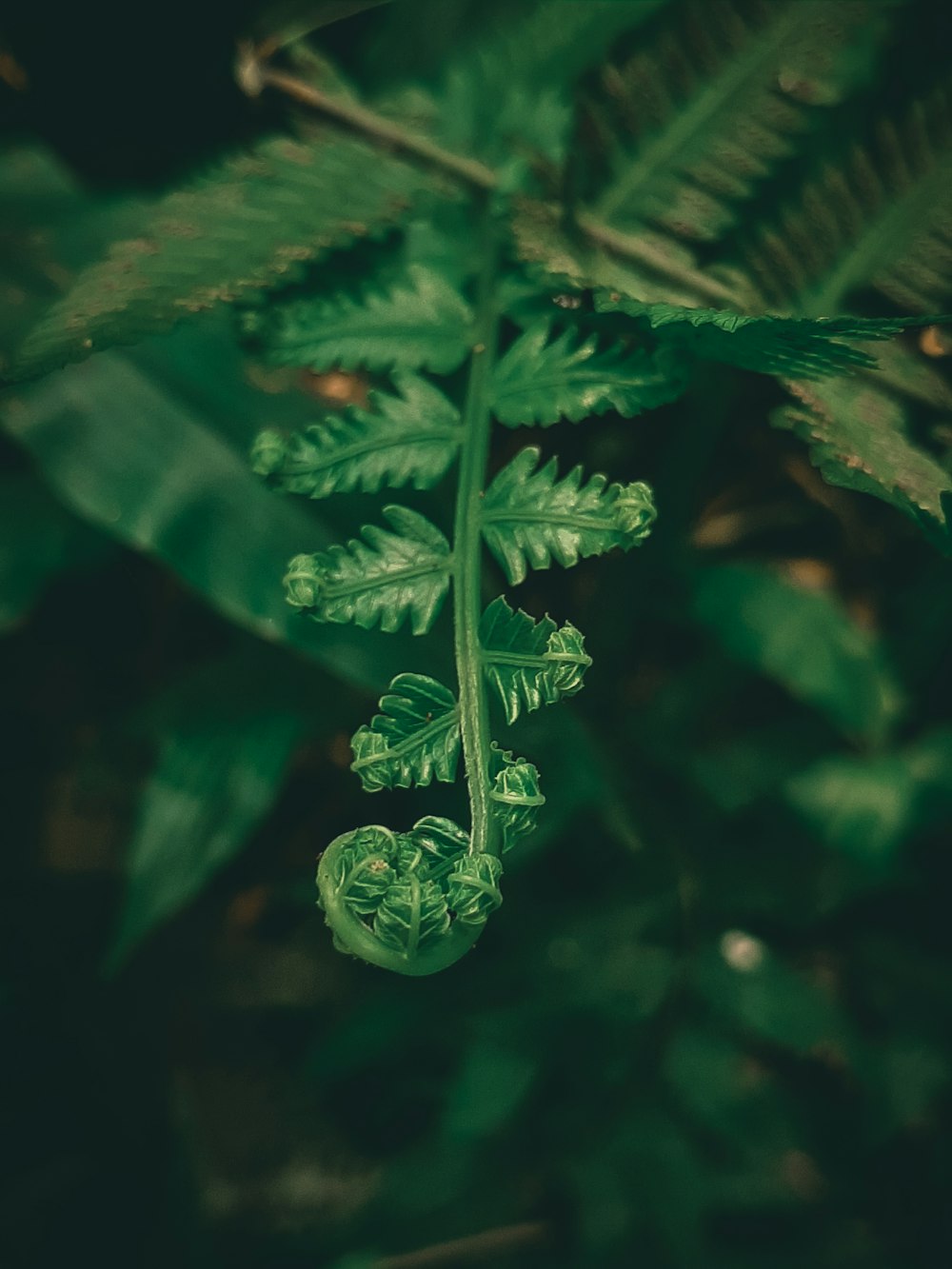 a plant with green leaves growing on it