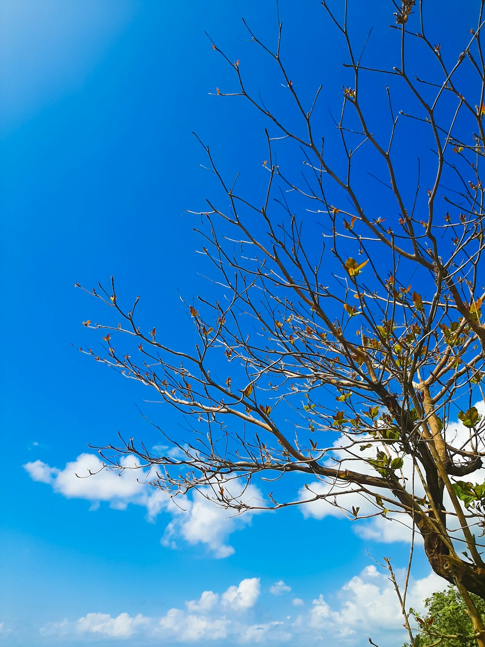 a tree with no leaves and a blue sky in the background