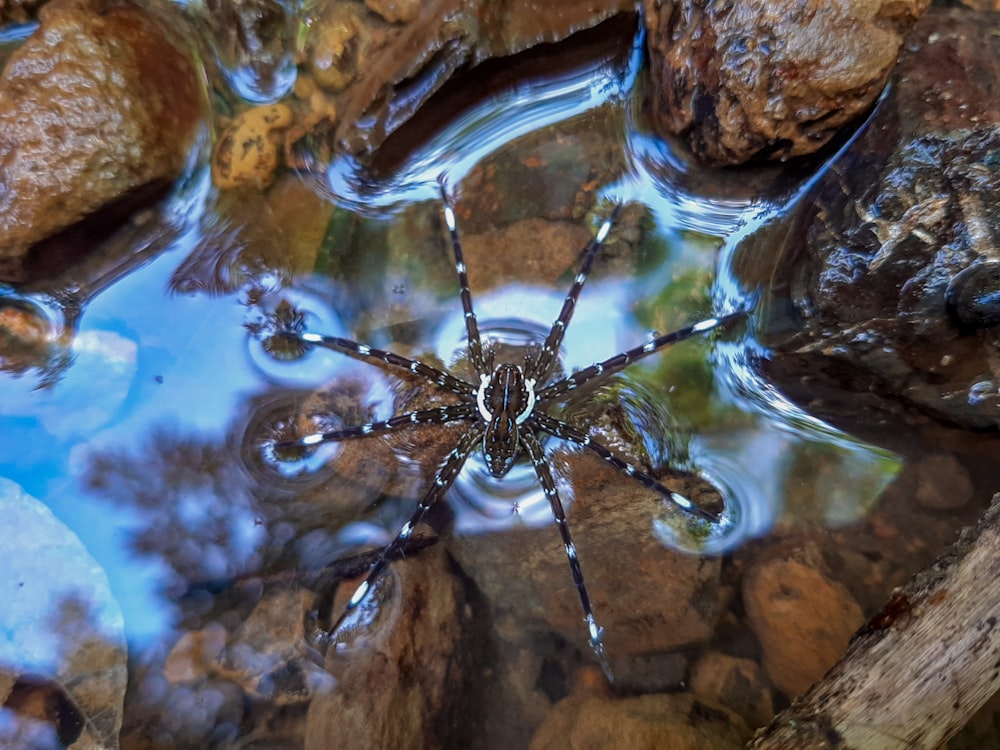 a large spider sitting on top of a rock covered ground