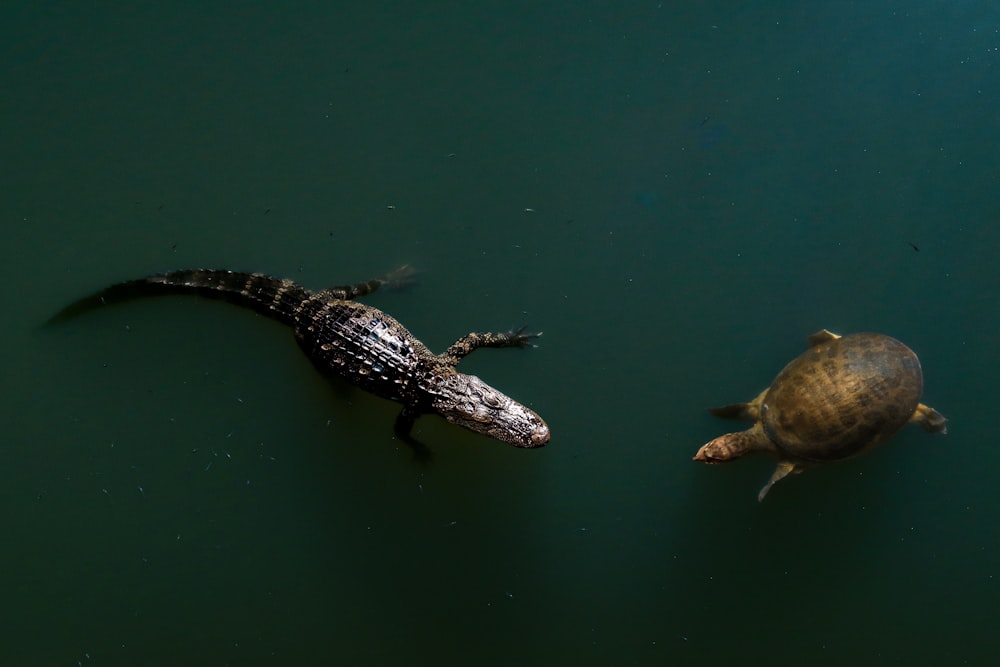 an alligator and a turtle swimming in a pond