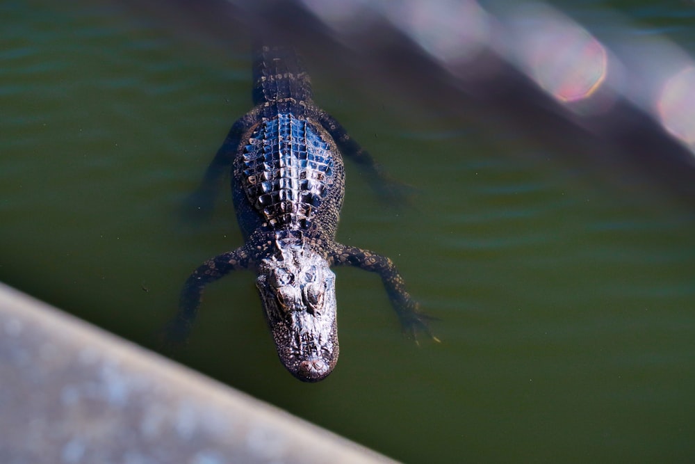 a large alligator swimming in a body of water