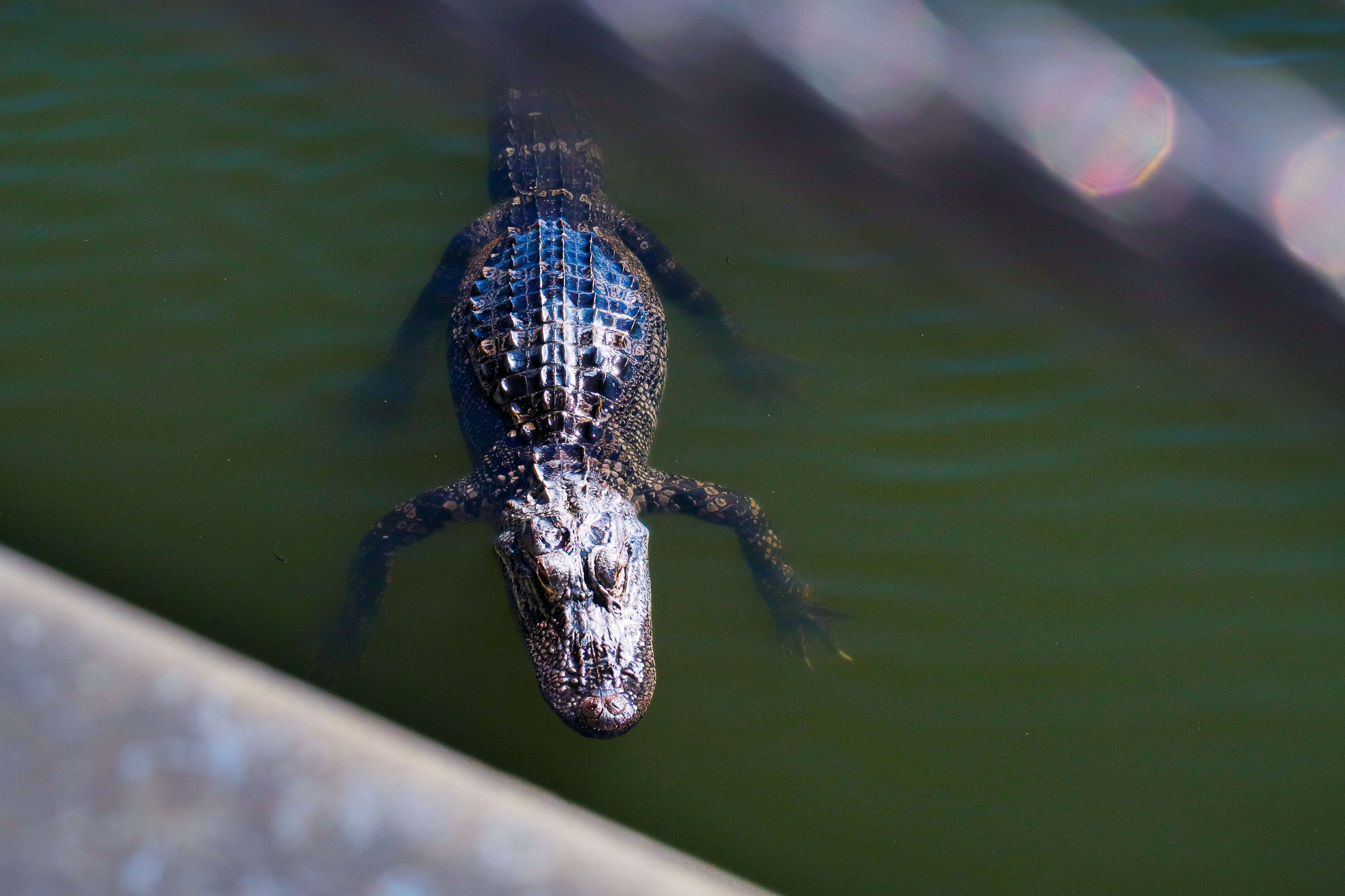 a large alligator swimming in a body of water