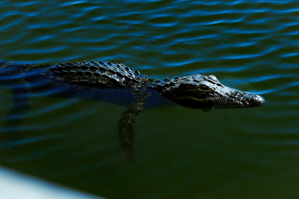 a large alligator swimming in a body of water