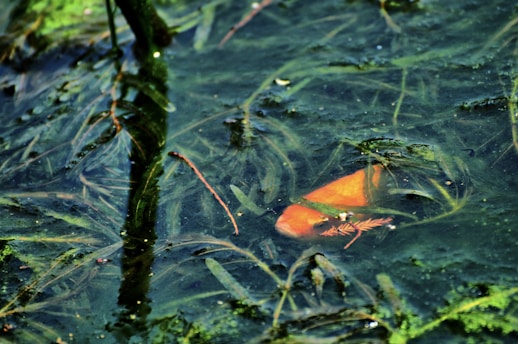 A vibrant tilapia fish swimming in a clear pond.