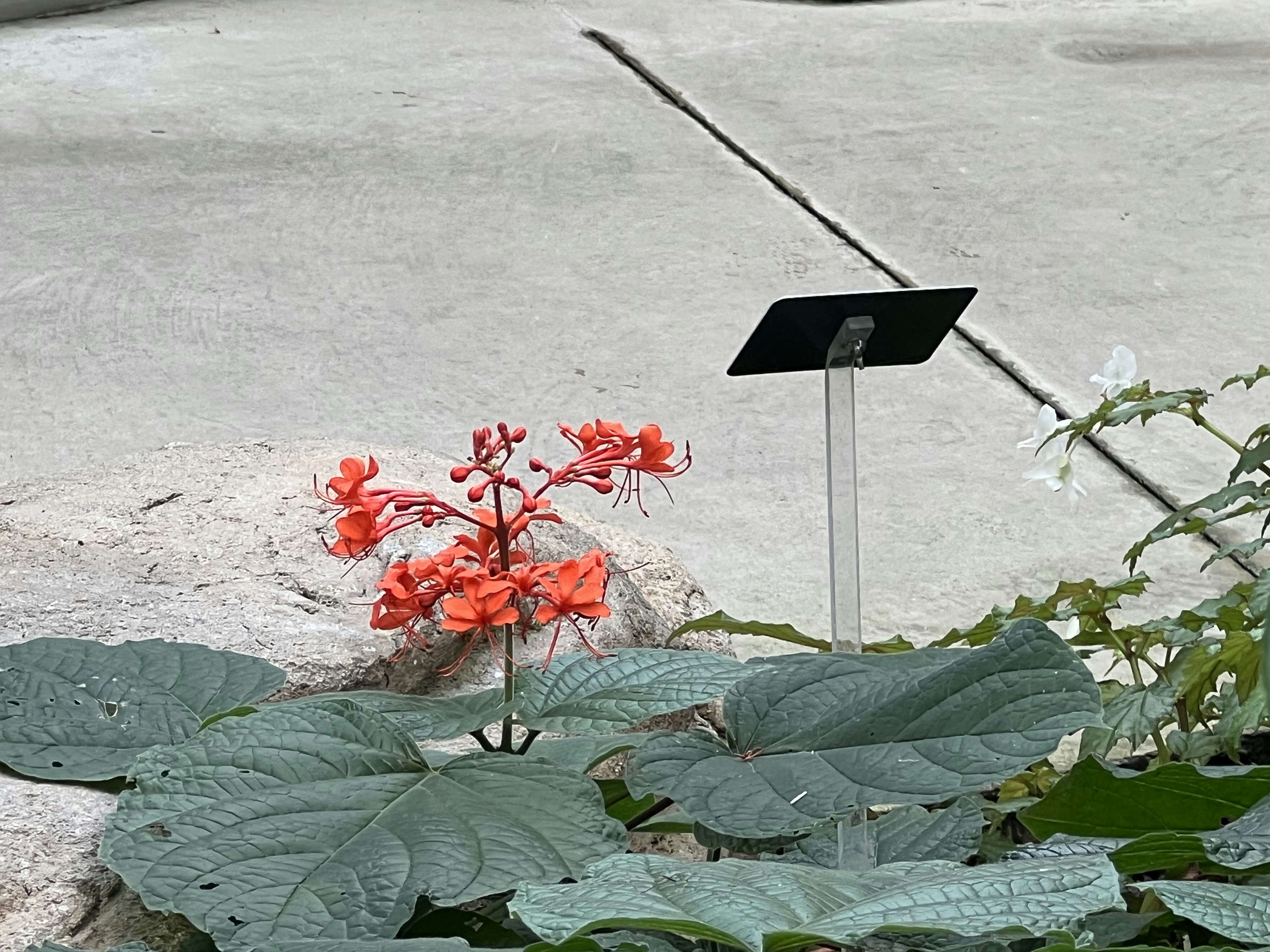 Girouette personnalisée dans un jardin fleuri