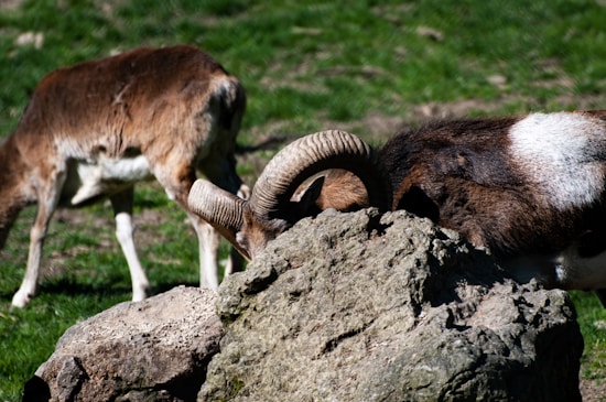 Two rams are present in a grassy area, with one ram prominently displaying its large, curved horns as it presses its head against a rock. The second ram is in the background, grazing on the grass. The setting suggests a natural, outdoor environment.