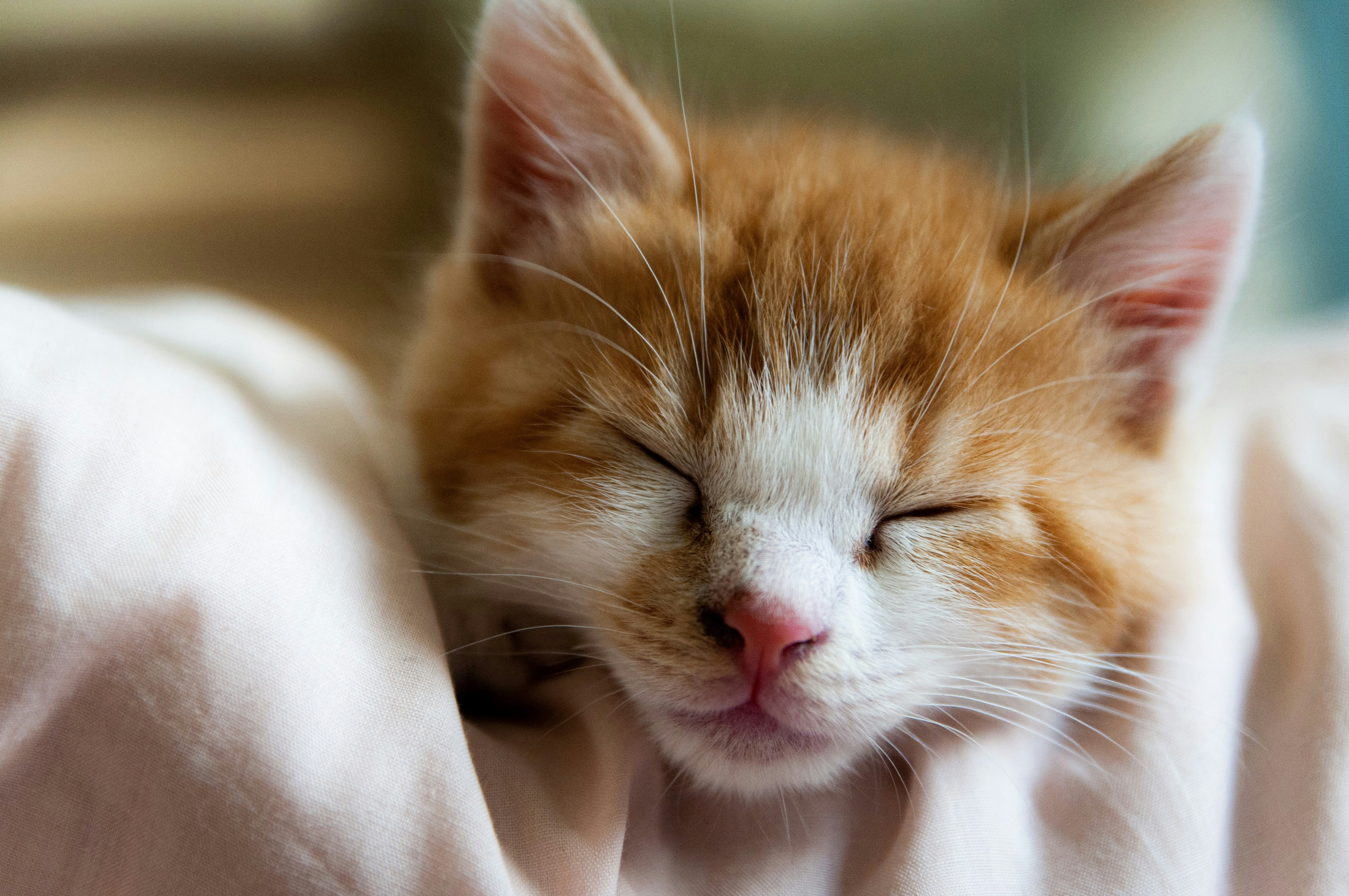 an orange and white kitten sleeping on a bed