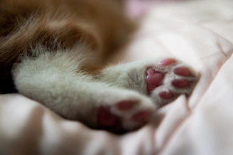 A cozy scene showing a cat stretching its paws, highlighting its pink toe beans.