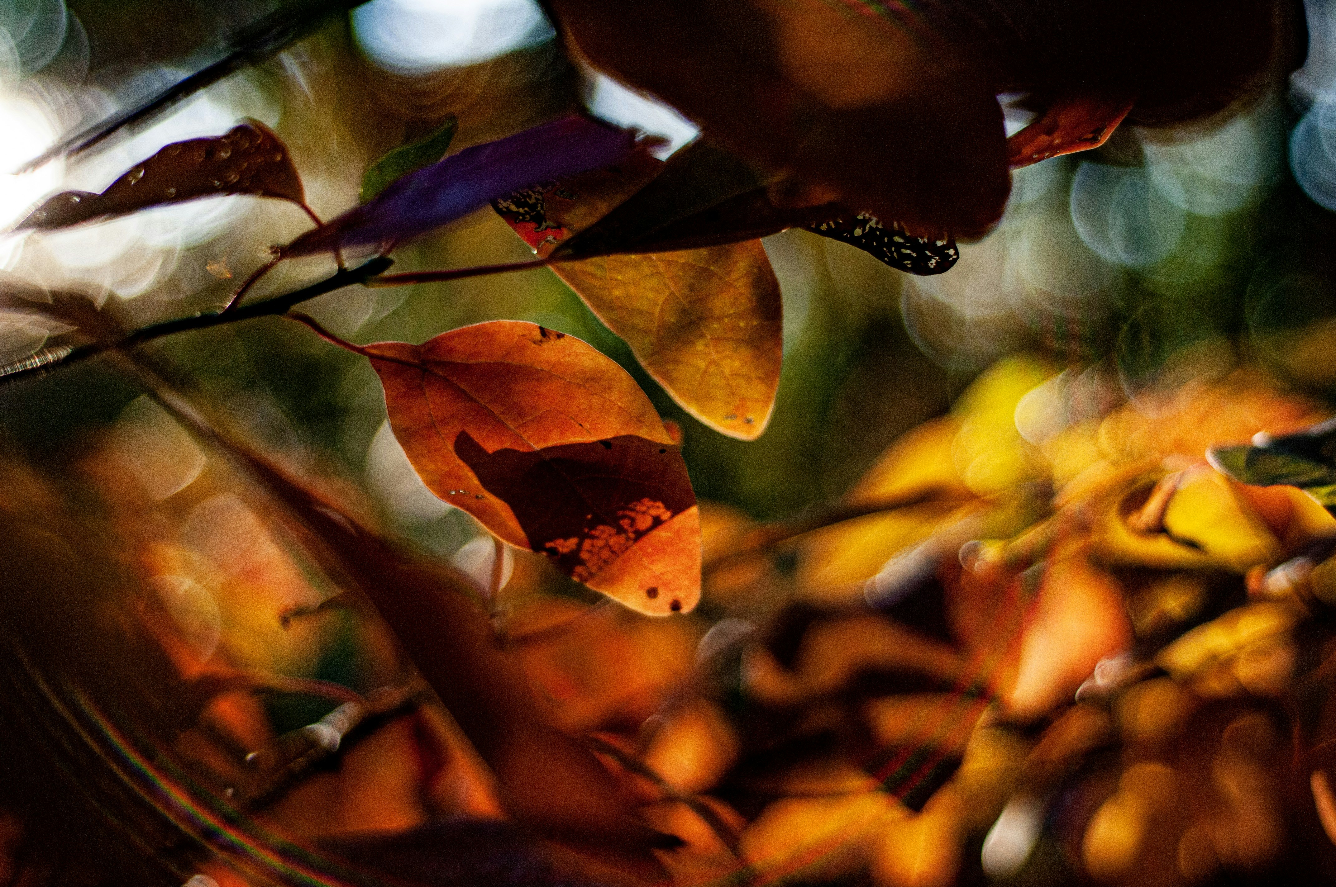Planning a Photography Trip: Capturing Autumn Leaves in Japan’s Tohoku Region.
