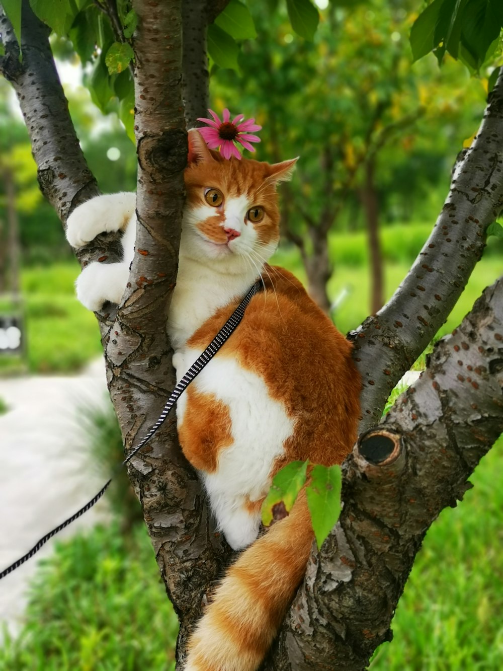 a cat sitting in a tree with a leash