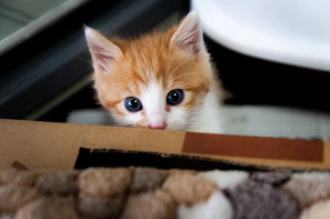 A curious white cat peeking out from a cardboard box surrounded by toys.