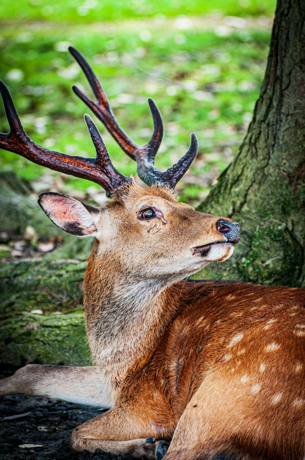 a deer laying down next to a tree