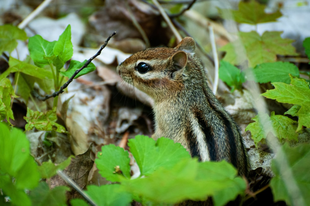 a small squirrel is standing among the leaves