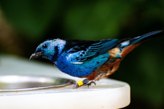 A vivid blue bird with black markings is perched on the edge of a white surface. The bird has a noticeable mix of blue and brown feathers, and a small ring is attached to its leg.