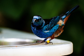 A vibrant, multi-colored bird with a blue and black plumage is perched on a white surface. The bird has a mix of rust-colored and brown feathers toward its tail. It wears a small band on its leg, suggesting it is being studied or monitored.