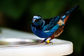 Researcher carefully recording data while observing a colorful parakeet in a controlled environment.