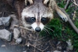 A raccoon with a distinct black mask pattern around its eyes and bushy fur gazes upward. Surrounding it are natural elements like rocks, dirt, and patches of green grass. The raccoon’s whiskers are prominent, and its expression seems curious.