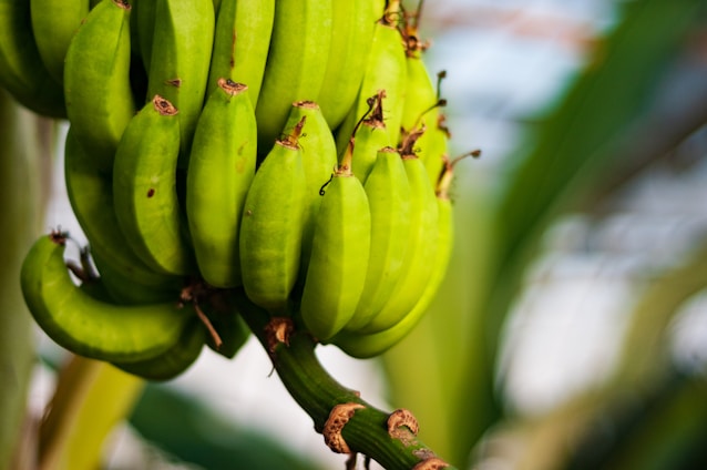 Close-up image of fresh green bananas on the tree in a natural farm setting.