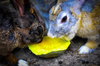 Two rabbits are closely gathered around a piece of yellow fruit or vegetable, which appears to be a pumpkin or squash, on a dirt ground. The rabbits have brown and gray fur with white patches.