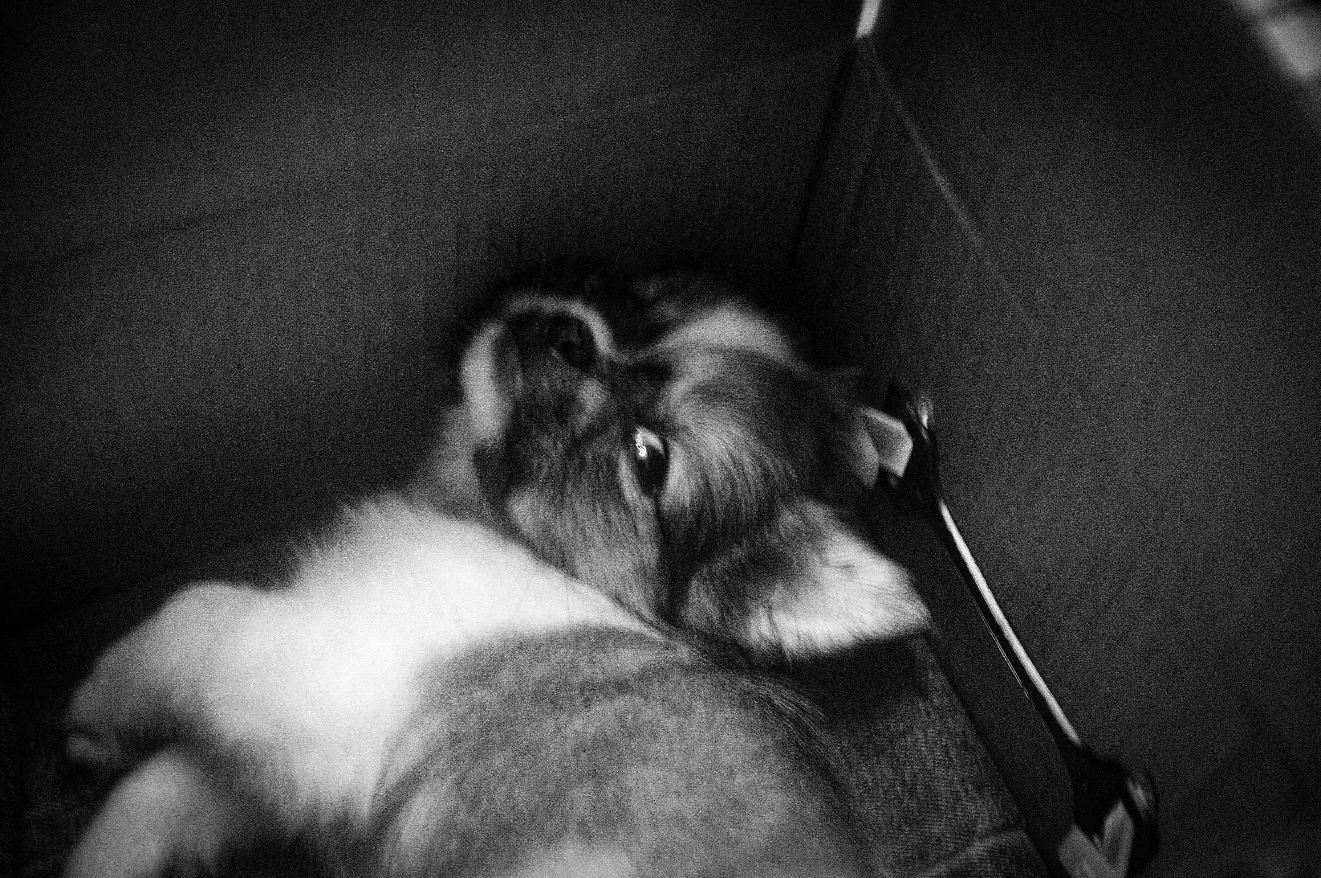 a small dog laying in a box on the floor