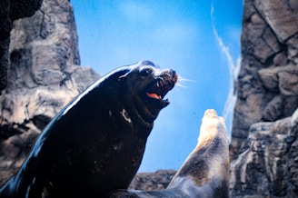 A sea lion is positioned on rocky terrain with its mouth open, appearing to vocalize or yawn. The background features large rocks and a bright blue sky, suggesting a natural or zoo-like setting.