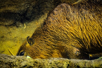 A capybara with its brown fur lying down in a natural setting that includes dirt and rocks. The fur appears wet or glossy in some areas as it catches the light.