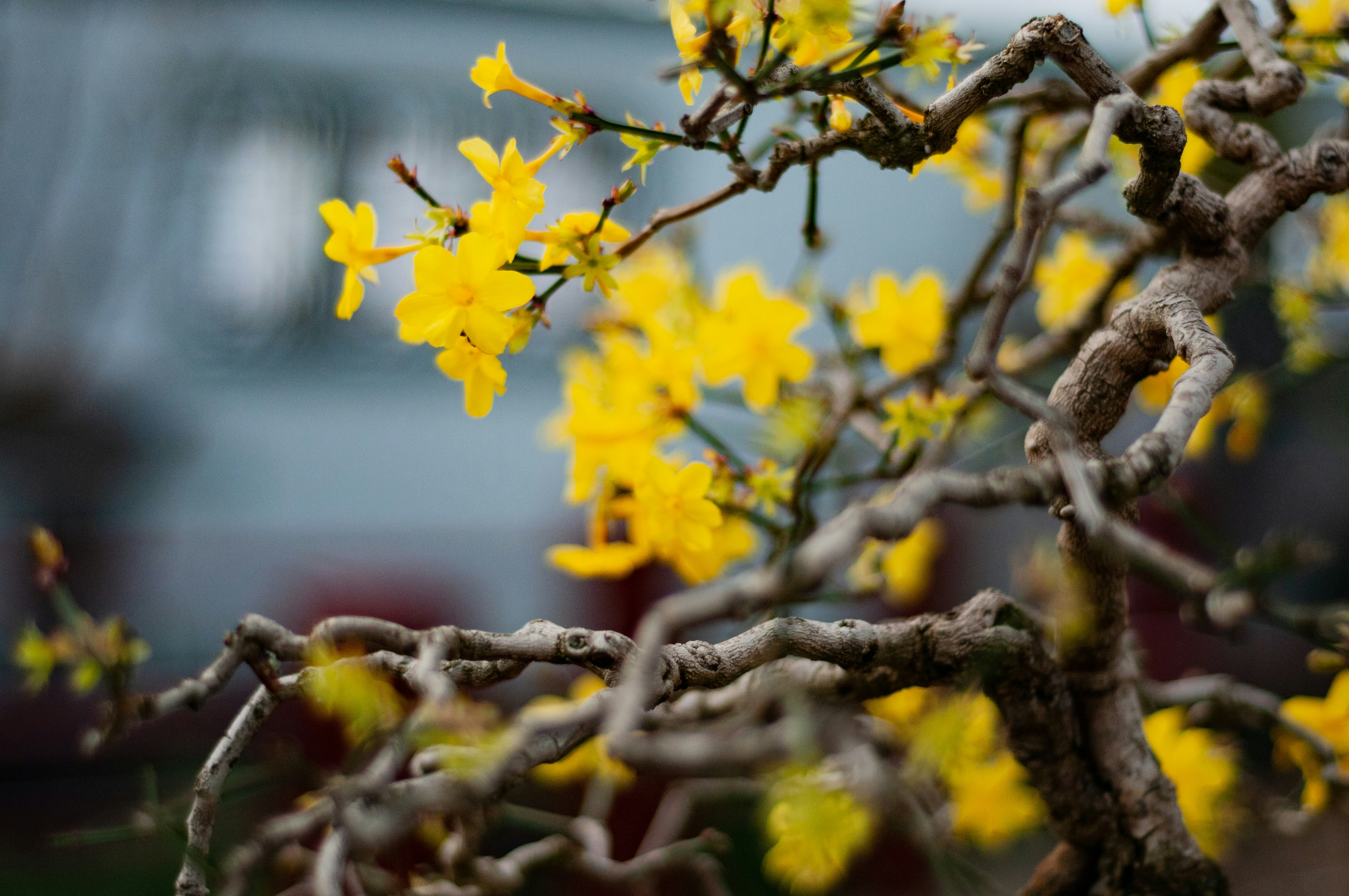 A close up of a tree with yellow flowers photo – Free Flower Image on ...