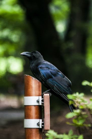 A black crow is perched on top of a wooden post with metal brackets in a forested area. The background is blurred with green foliage, creating a natural and serene setting.