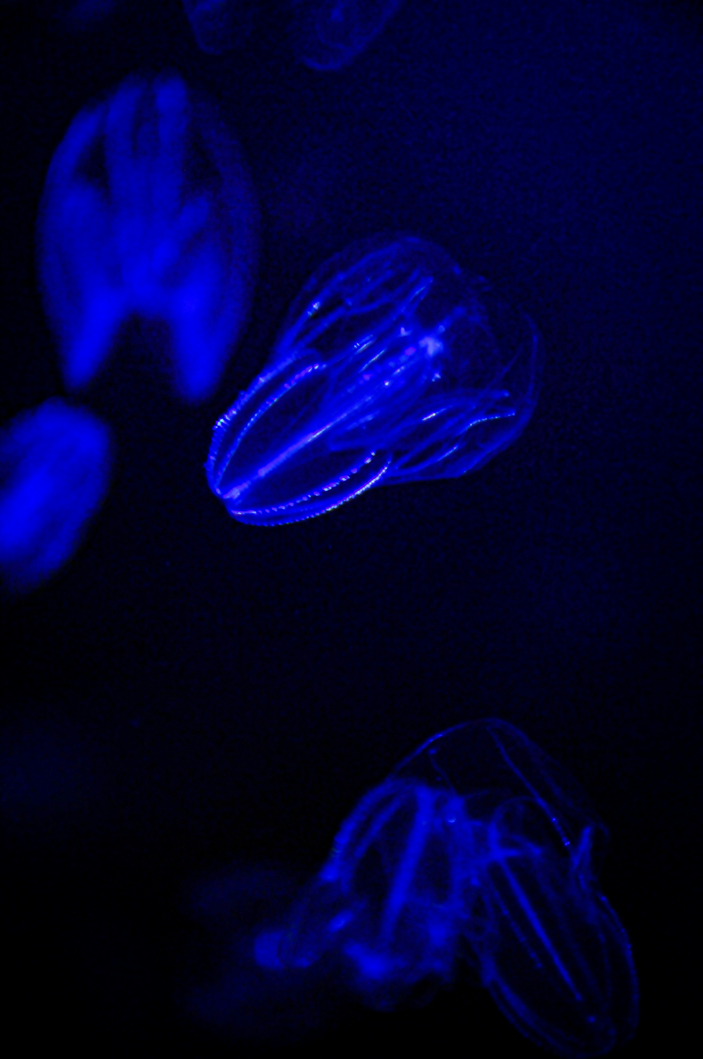 Close-up of a comb jelly (ctenophore) showing natural bioluminescence and rainbow-colored cilia bands in the deep ocean.
