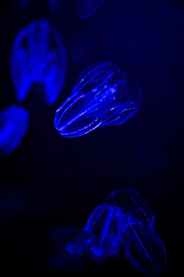 a group of jellyfish floating in the dark
