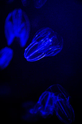 a group of jellyfish floating in the dark