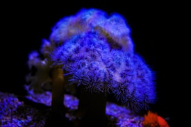 A vibrant underwater scene displays a cluster of soft coral with feathery, tentacle-like polyps illuminated in vivid blue and purple hues against a dark background. The coral's intricate textures and the gradient of colors create a mesmerizing and ethereal effect, enhanced by hints of orange and red in the corner.