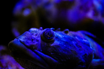 Close-up of a glowing deep-sea anglerfish with its bioluminescent lure.