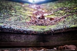 Close-up of debris-capture barriers installed along a roof edge filled with leaves and moss.