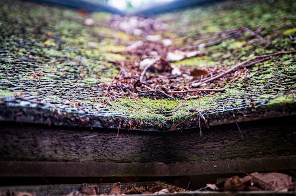 Close-up of a moss-covered roof before and after low-pressure cleaning treatment.