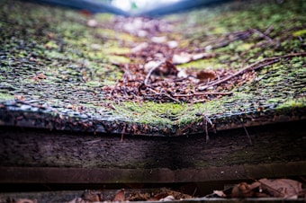 A close-up view of a moss-covered roof with netting, twigs, and fallen leaves scattered across the surface. The texture of the weathered wood beneath the roof is visible, adding depth to the scene.