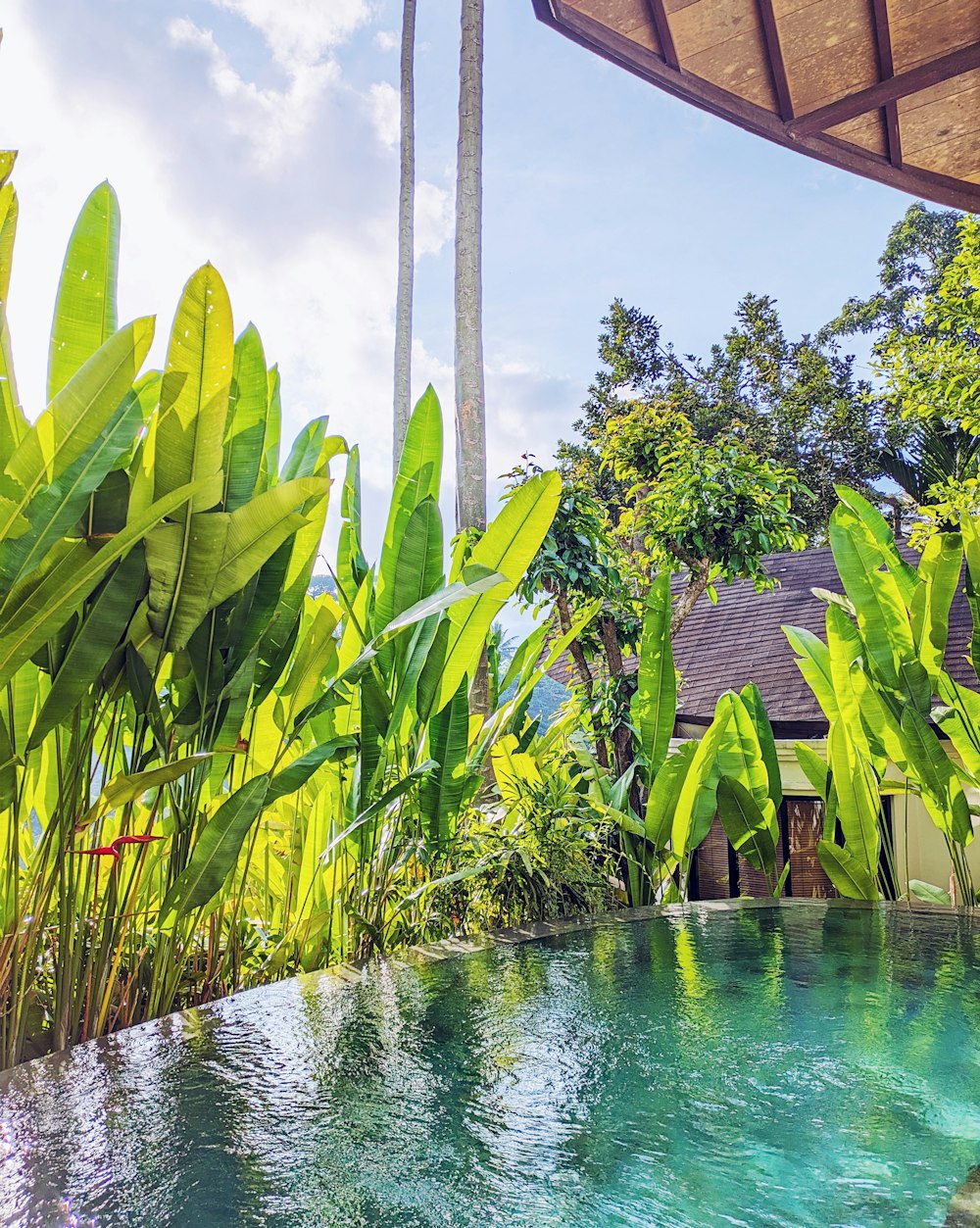 a pool surrounded by lush green plants and trees