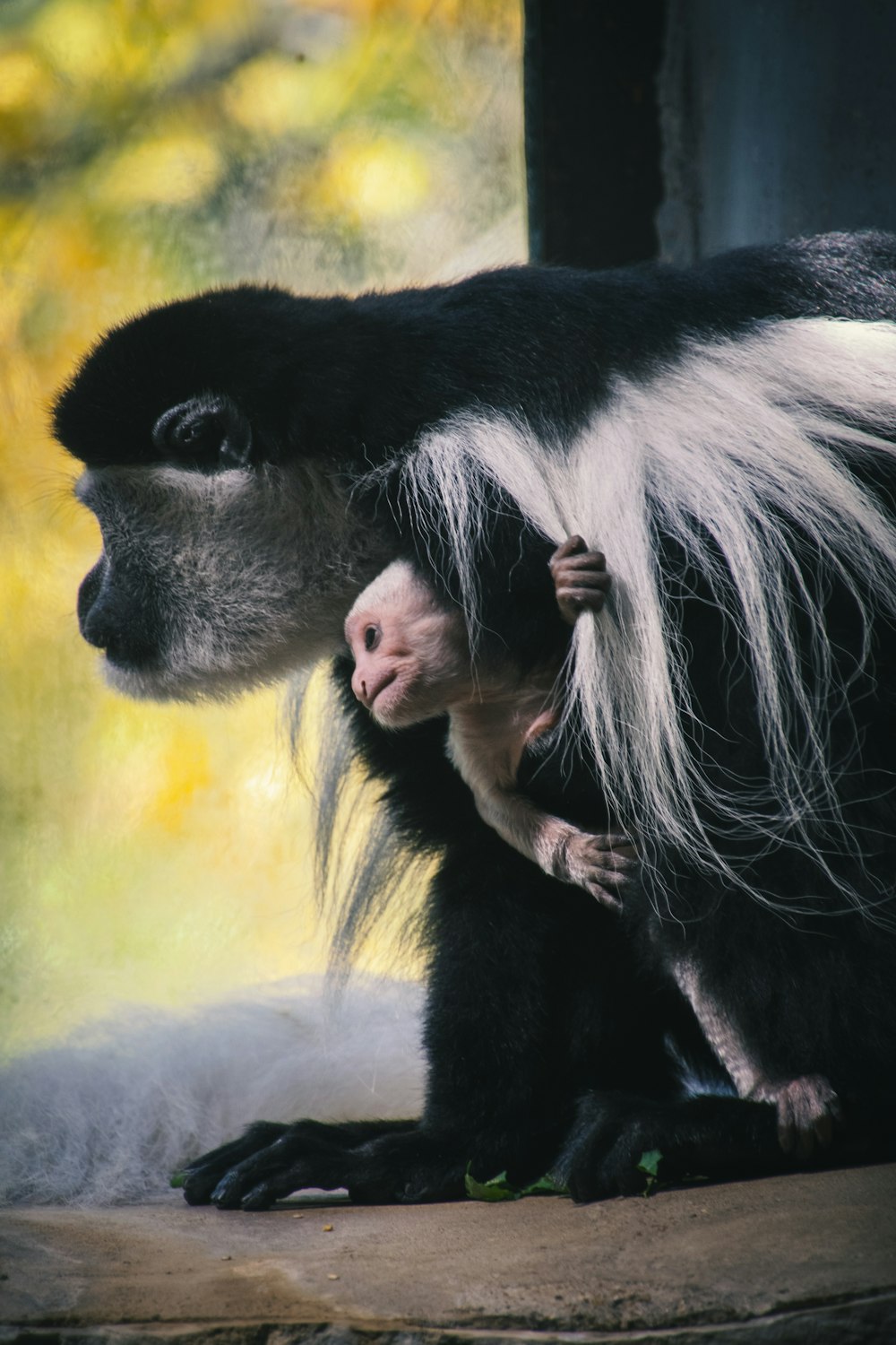 a monkey holding a baby monkey on its back