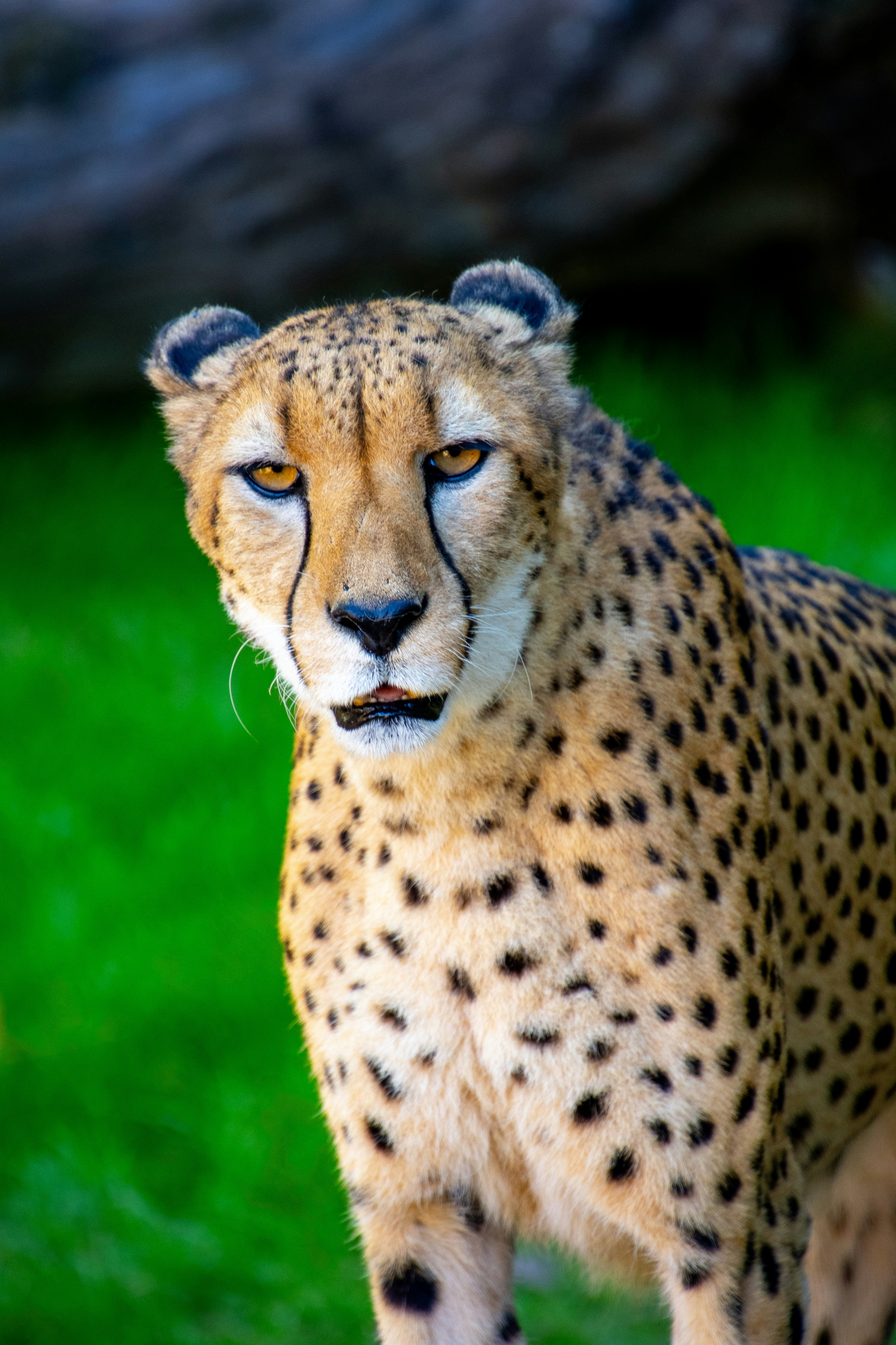 Photo by gabrielrana