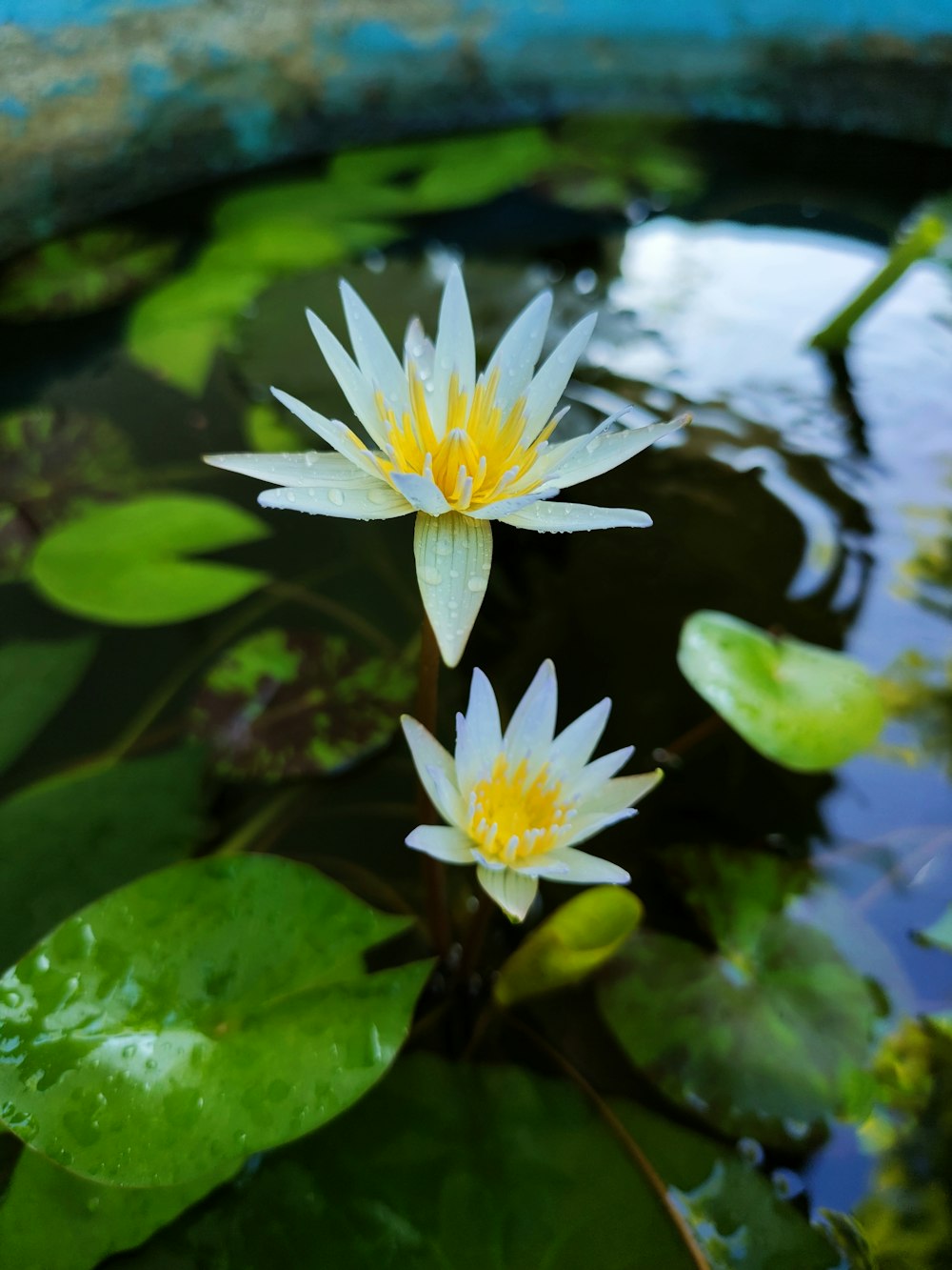 two white water lilies floating on top of a pond