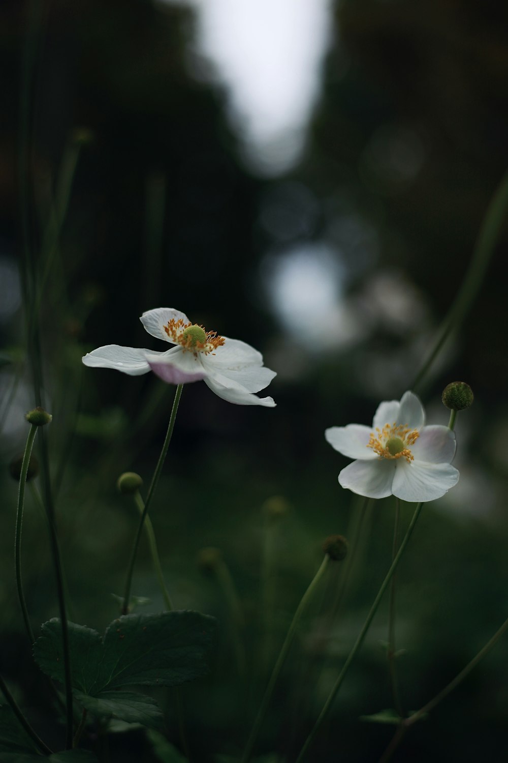 a couple of white flowers sitting on top of a lush green field