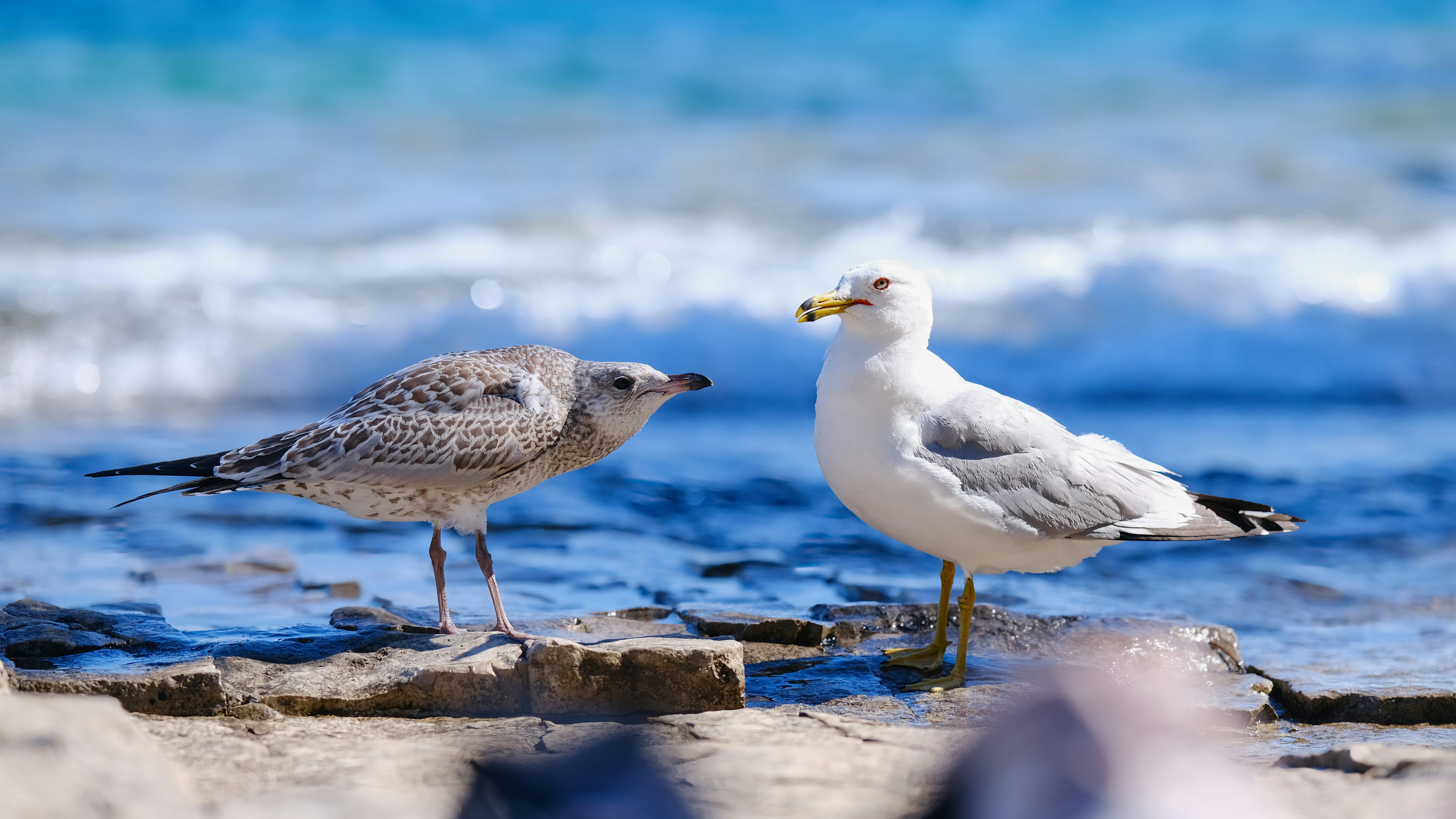 Photo by surjasendas