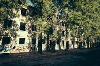 An abandoned building covered with graffiti sits in a wooded area. The facade shows multiple broken windows, and tall trees with dense green foliage partially obscure the structure. Leaves are scattered on the ground, adding to the scene's desolate feel.