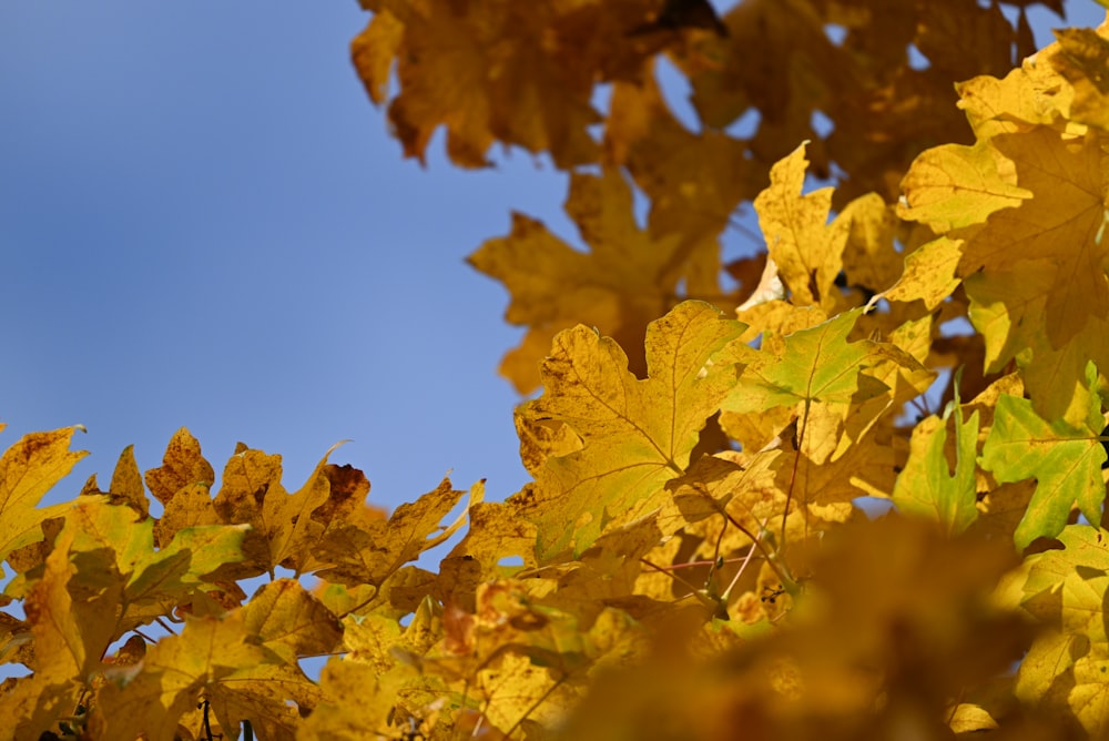 the leaves of a tree are changing colors