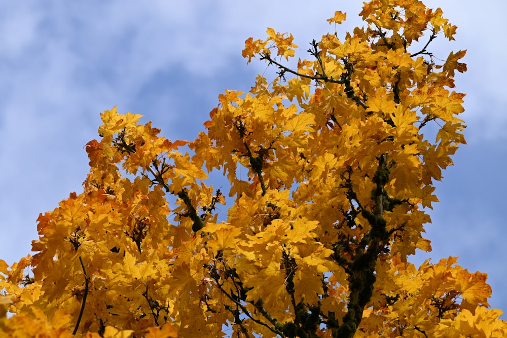 a tree with yellow leaves against a blue sky